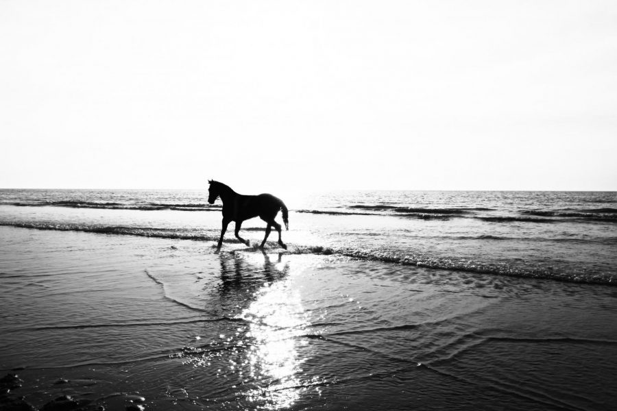 animal-beach-black-2960172
